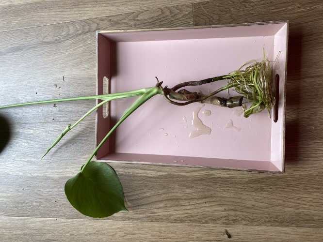 Kleine Monstera deliciosa - Miniaturbild 3