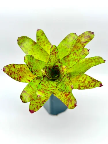 Hauptbild von M- Neoregelia big O
