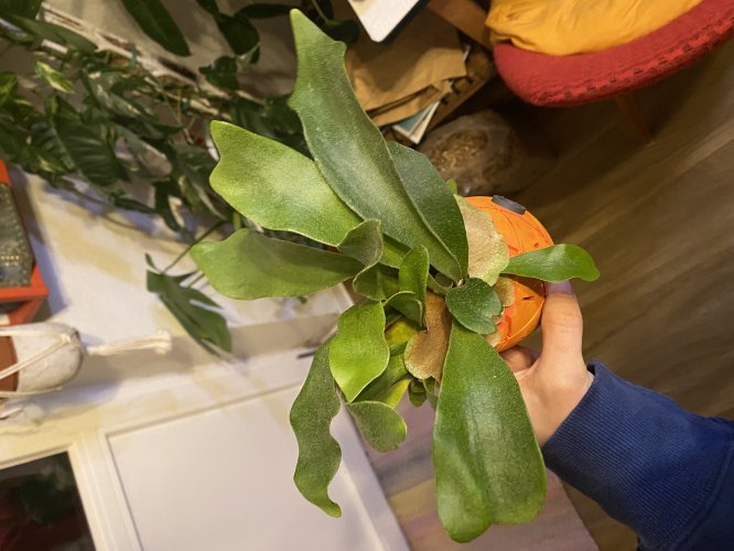 Platycerium - Geweihfarn - Miniaturbild 2