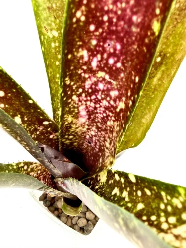 L- Billbergia 'Coonarr Carnival' - Miniaturbild 2