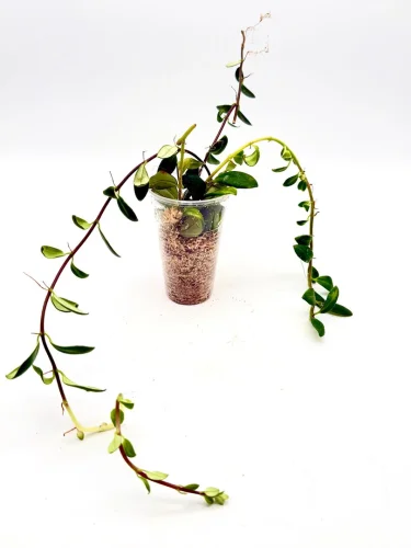 Aeshynanthus radicans Jungpflanze - Miniaturbild 2