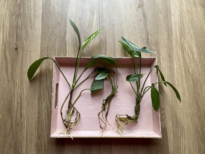 Hauptbild von Epipremnum pinnatum „Cebu Blue“