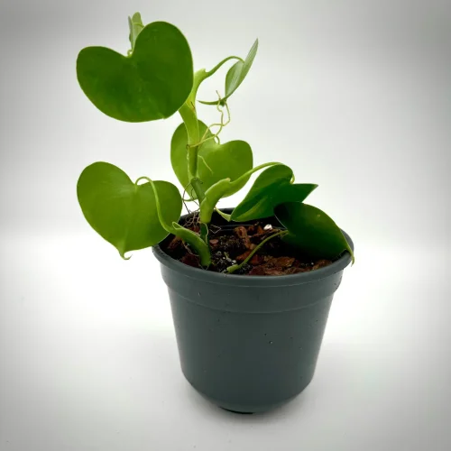 Philodendron grazielae - Miniaturbild 3