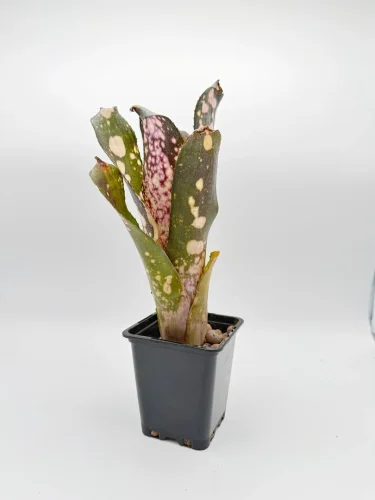 Hauptbild von M-L - Billbergia Huyasok white