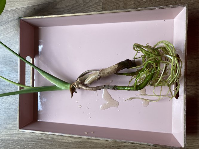 Kleine Monstera deliciosa - Miniaturbild 4