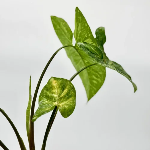 Syngonium green spot - Miniaturbild 2