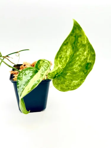 Scindapsus exotica no ID - Miniaturbild 3