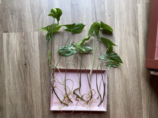 Hauptbild von Syngonium podophyllum var. albolineatum