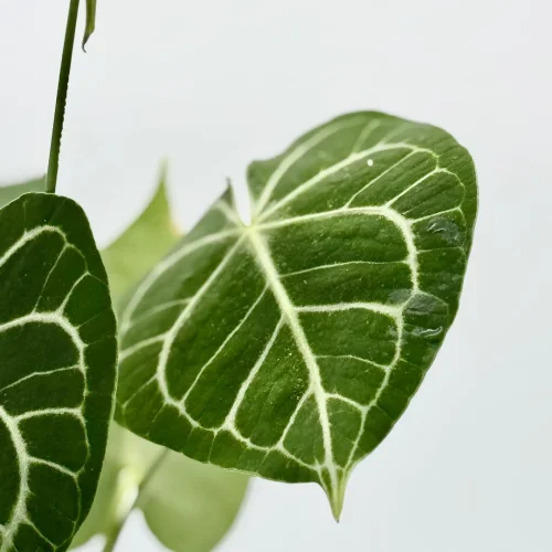 Anthurium clarinervium - Miniaturbild 3