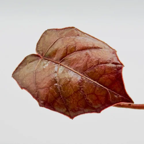 Piper Pterisanthes B. - Miniaturbild 2