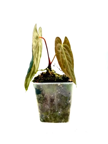 Anthurium papillilaminum x dark phoenix - Miniaturbild 4