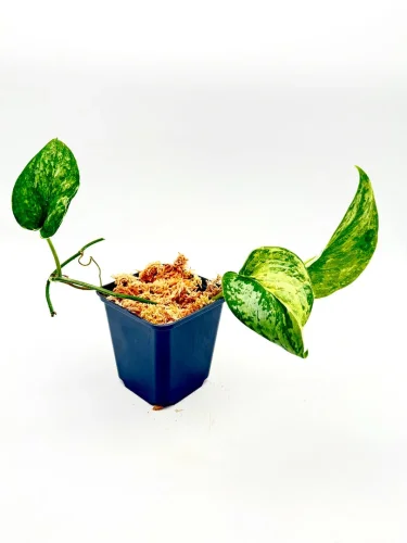 Scindapsus exotica no ID - Miniaturbild 2