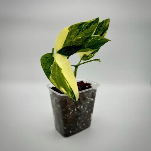 Monstera standleyana variegata - Miniaturbild 2