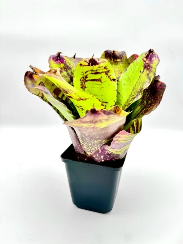 M- Neoregelia Tiger Hybrid #1 - Miniaturbild 3