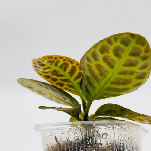 Labisia Turtleback - Miniaturbild 3