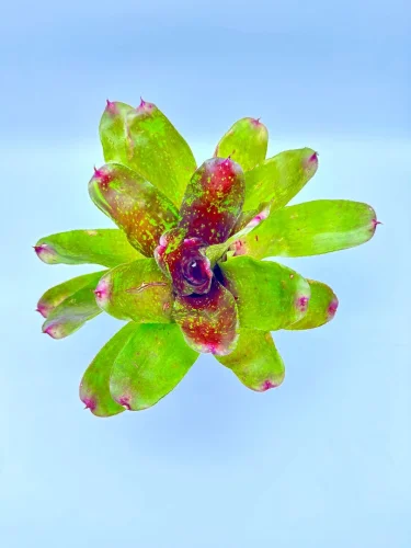 M- Neoregelia Walking tall - Miniaturbild 2