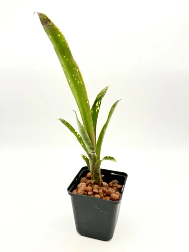 M-L - Billbergia Casablanca Jungpflanze - Miniaturbild 2
