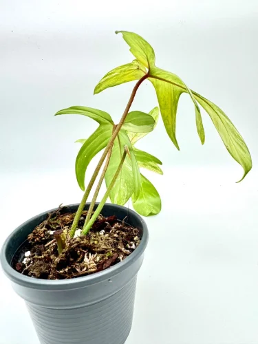 Philodendron Florida Beauty variegata - Miniaturbild 3