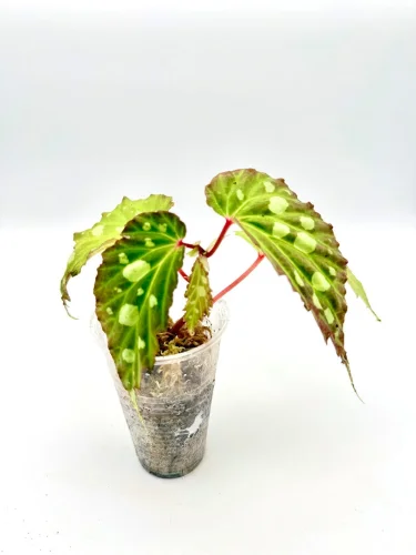 Begonia Mantuk - Miniaturbild 2