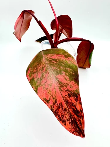 Hauptbild von Philodendron strawberry shake