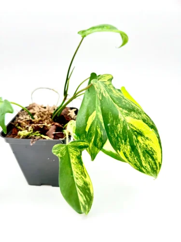 Philodendron Florida ghost variegata - Miniaturbild 3