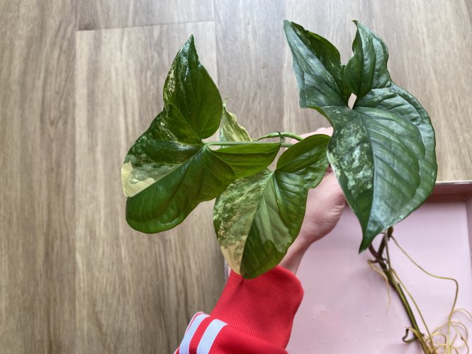 Syngonium podophyllum var. albolineatum - Miniaturbild 2