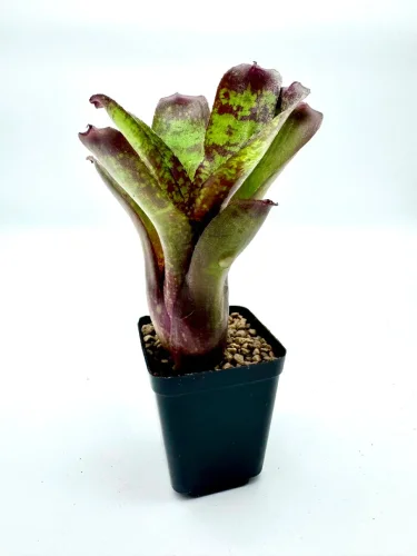 Hauptbild von XS- Neoregelia Dartanion