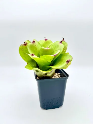 M- Neoregelia Martha Mcallister x little faith - Miniaturbild 3