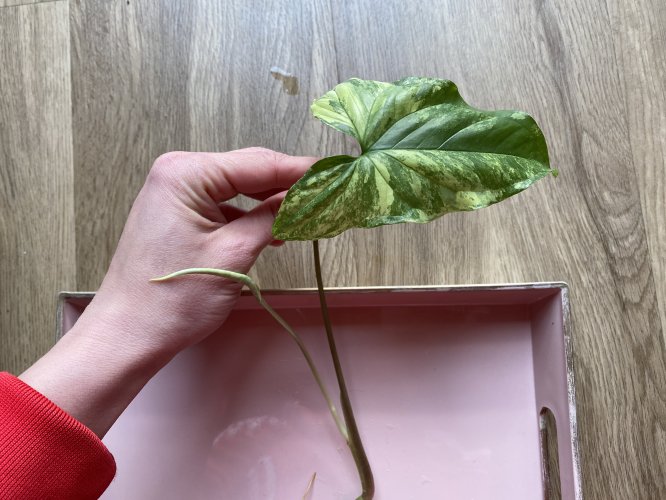 Syngonium podophyllum var. albolineatum - Miniaturbild 4