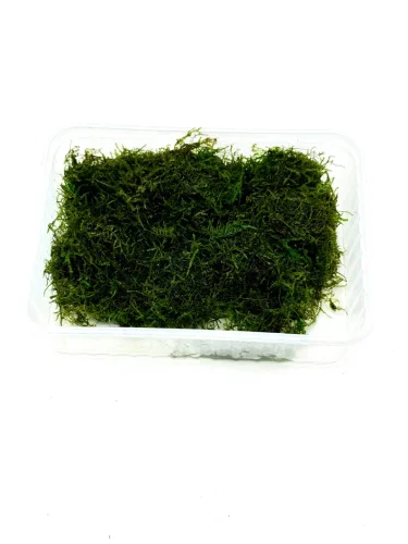 Hauptbild von Javamoos lebend - 100g