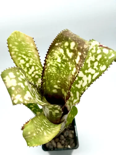 L - Billbergia Apocalypse - Miniaturbild 3