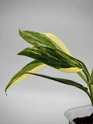 Hauptbild von Monstera standleyana variegata