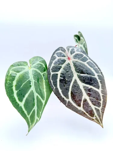 Anthurium Michelle x silver - Miniaturbild 2