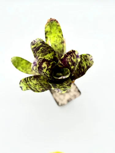 M- Neoregelia Cavier - Miniaturbild 2
