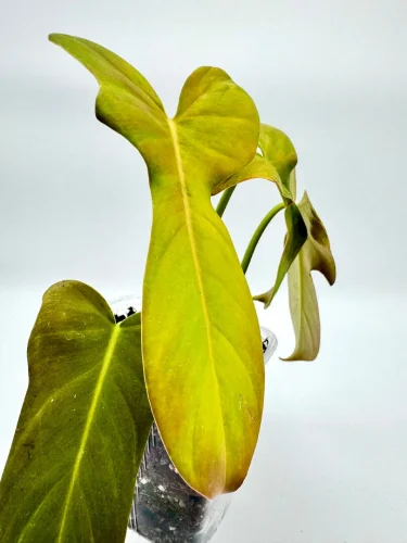 Philodendron bipennifolium golden violin - Miniaturbild 3