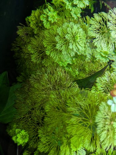 Limnophila sessiliflora - Miniaturbild 3