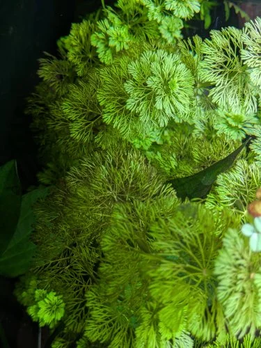 Limnophila sessiliflora - Miniaturbild 3