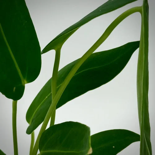 Anthurium dark mama - Miniaturbild 2
