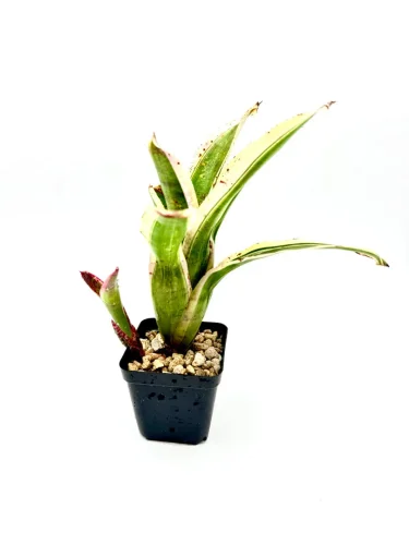 Hauptbild von S- Neoregelia Jabberwock