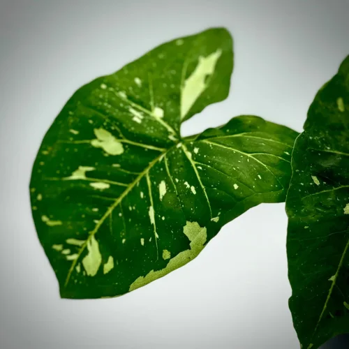 Syngonium green spot PANDA - Miniaturbild 2