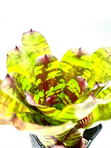 S- Neoregelia Golden spring - Miniaturbild 3