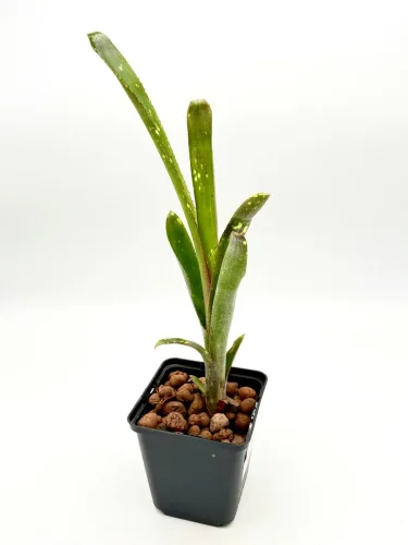 Hauptbild von M-L - Billbergia Casablanca Jungpflanze