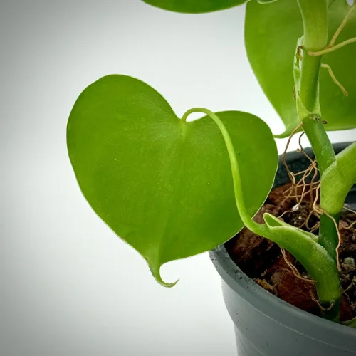 Hauptbild von Philodendron grazielae
