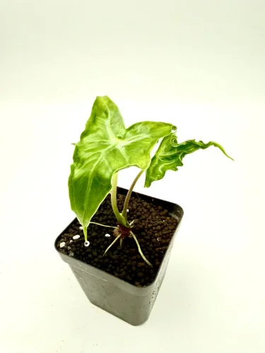 Alocasia Teletubies Jungpflanze - Miniaturbild 2