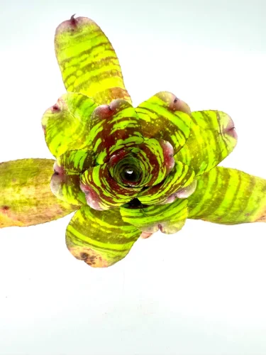S- Neoregelia Golden spring - Miniaturbild 2