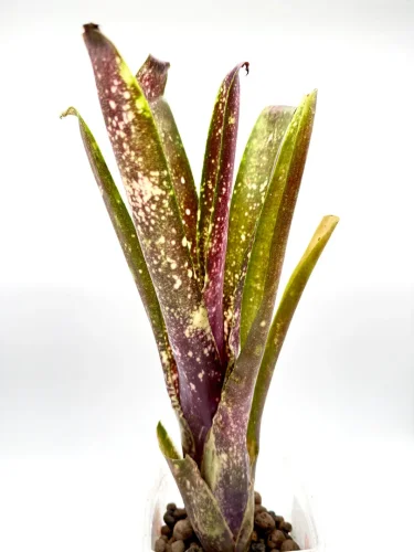 Hauptbild von L- Billbergia 'Coonarr Carnival'