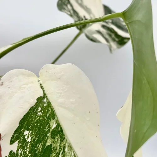 Monstera Albo variegata - Miniaturbild 3