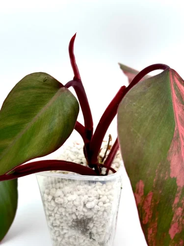Philodendron strawberry shake - Miniaturbild 2