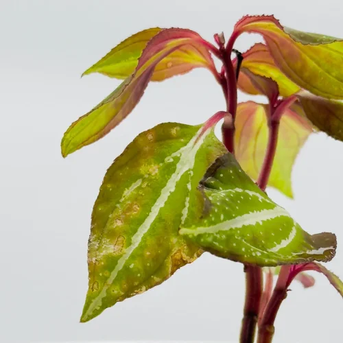 Sonerila Borneoensis - Miniaturbild 3