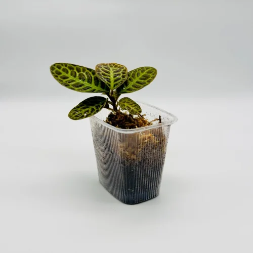 Labisia Turtleback - Miniaturbild 2